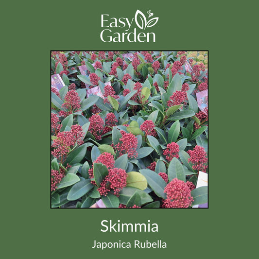 Skimmia