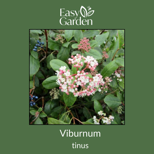 Viburnum Tinus
