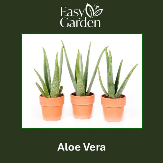 Aloe