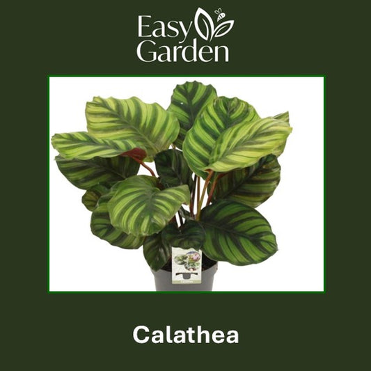 Calathea