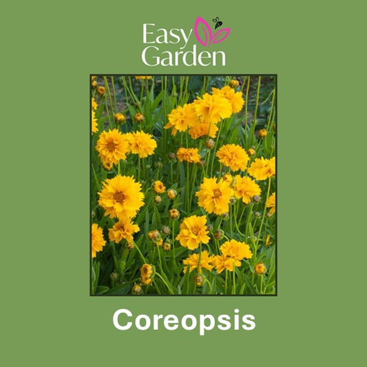 Coreopsis