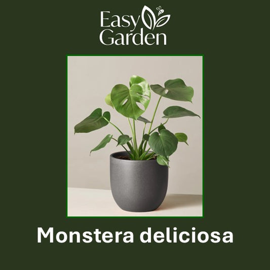 Monstera deliciosa