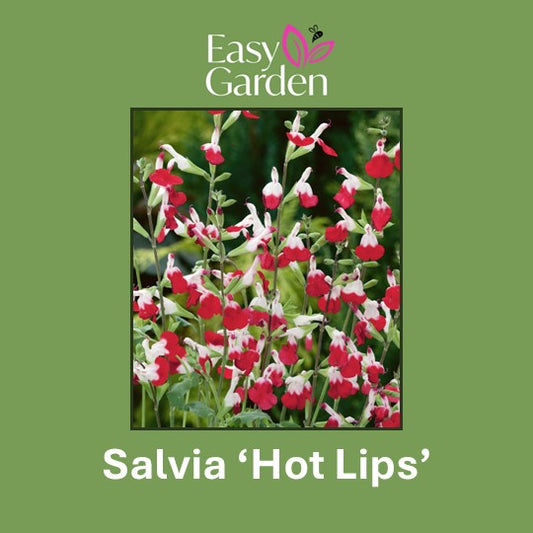 Salvia Hot Lips
