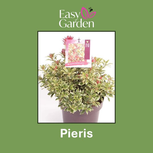 Pieris