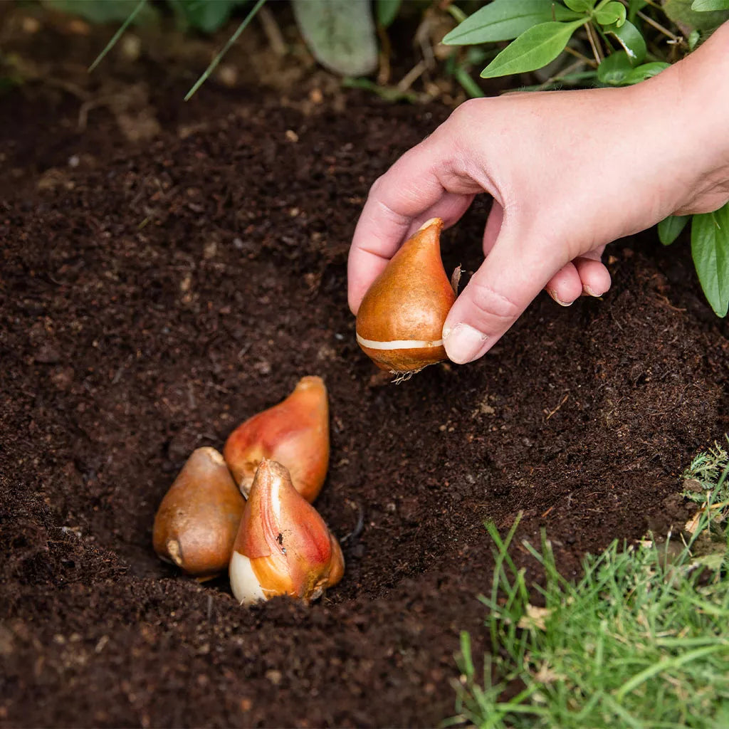 Bulb Planting & Potting Peat Free Mix 10L