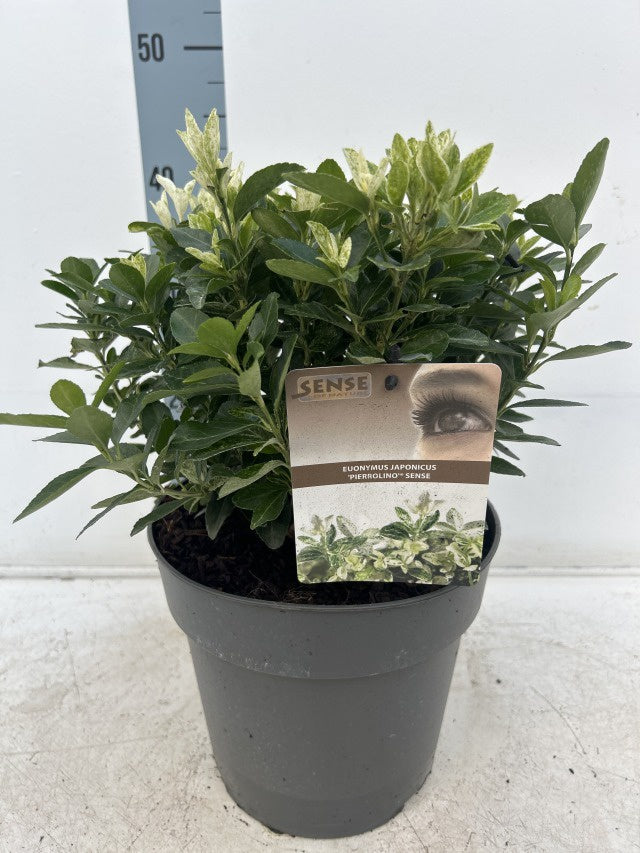 Euonymus Japonicus Pierrolino / C5 - 45cm-Easy Garden Centre