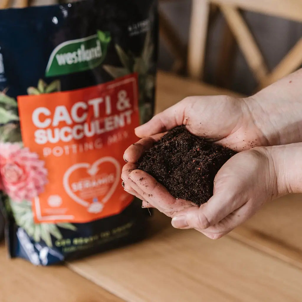 Westland Cacti & Succulent Potting Mix Peat Free 4L
