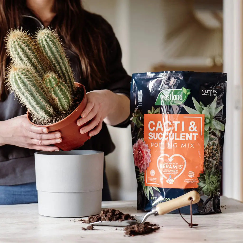 Westland Cacti & Succulent Potting Mix Peat Free 4L