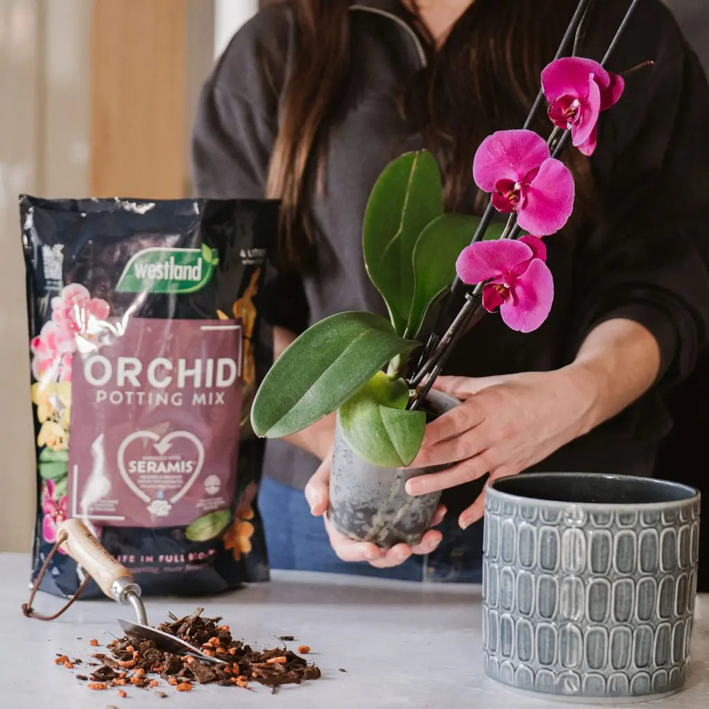Westland Orchid Potting Mix (Enriched with Seramis) 4L