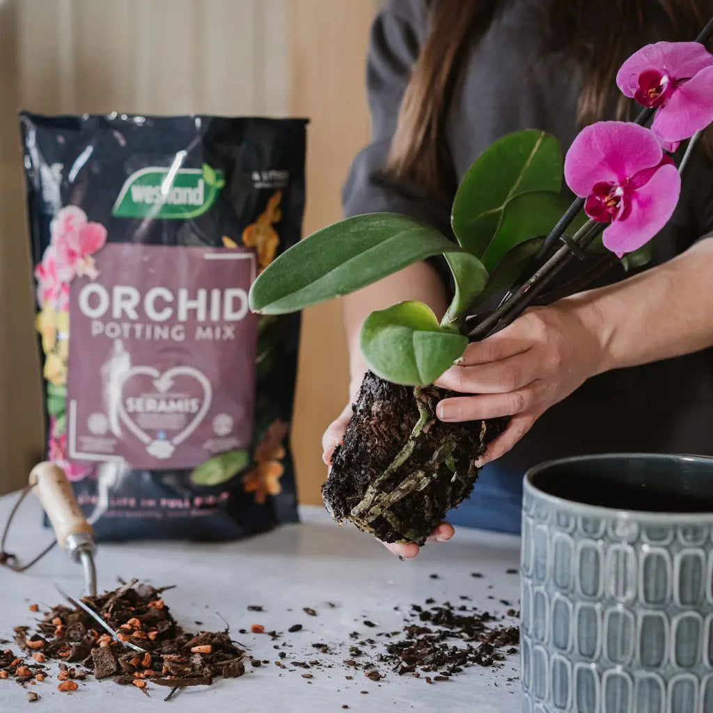 Westland Orchid Potting Mix (Enriched with Seramis) 4L