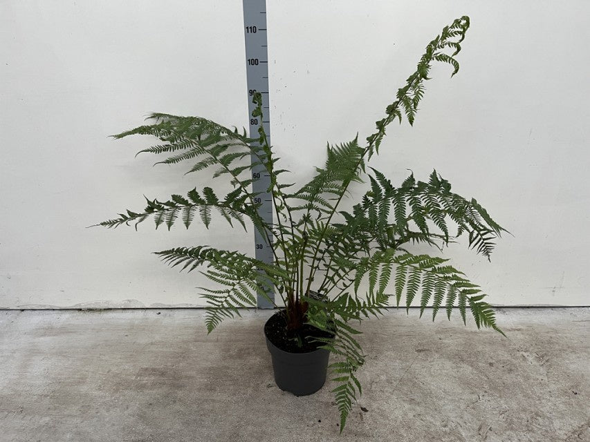 Dicksonia Antarctica / P24 - 135cm-Easy Garden Centre