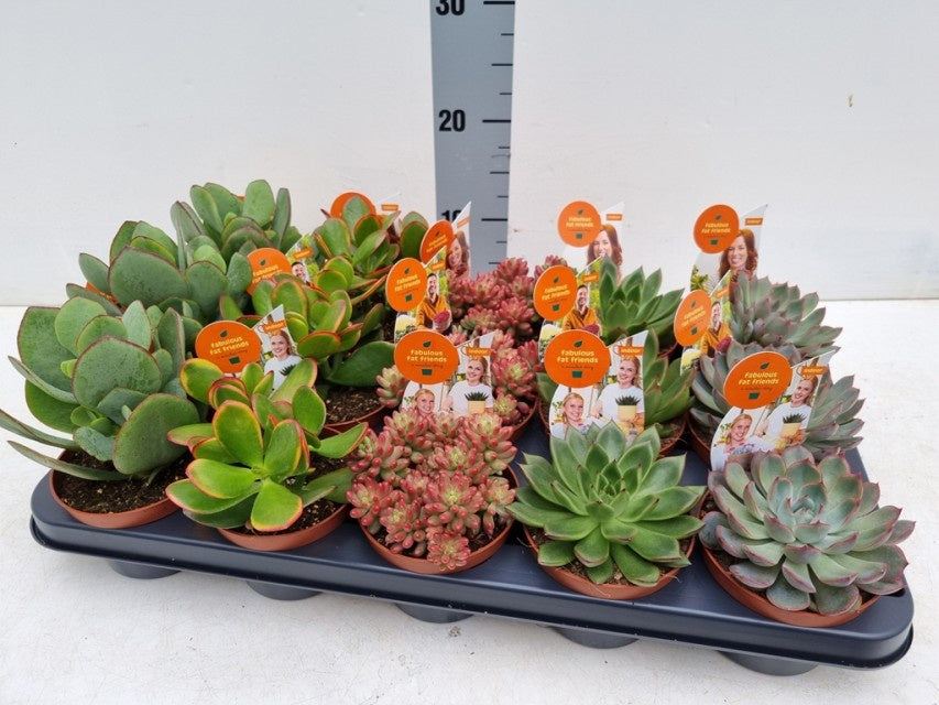 Succulenten Mix + Etiket / P10,5 - 25cm-Easy Garden Centre