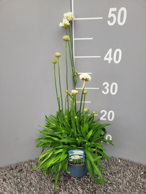 Armeria Pseudarmeria Ballerina White / P13 - 25cm-Easy Garden Centre