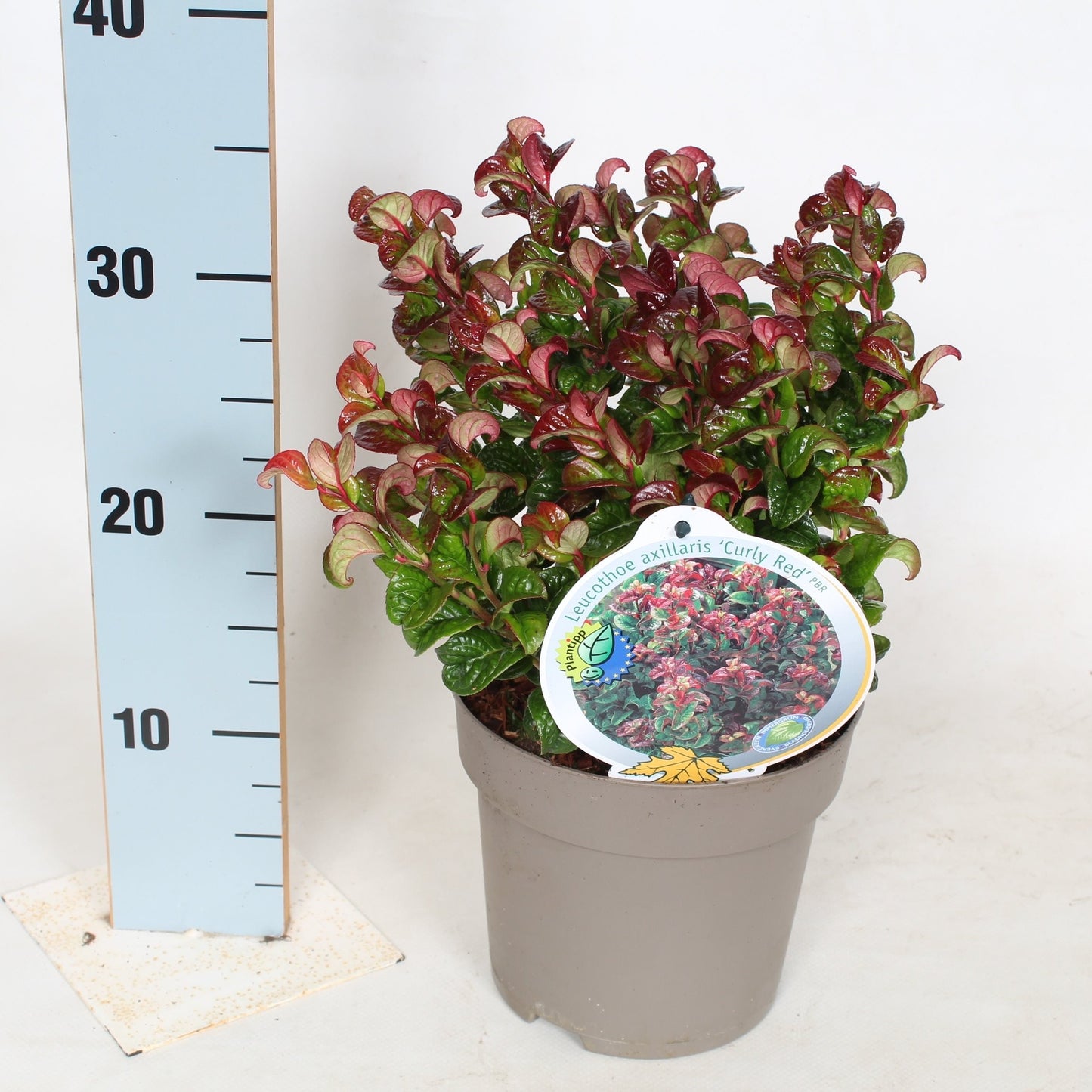 Leucothoe axi. Curly Red / P17 (2 Ltr)