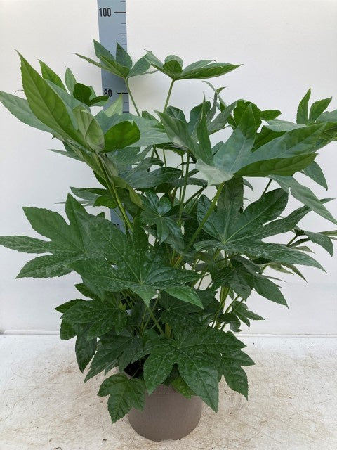 Fatsia Japonica / C7,5 - 85cm-Easy Garden Centre