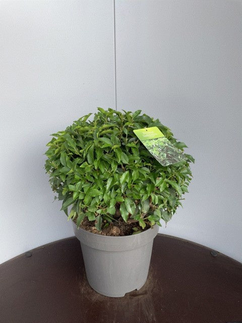 Prunus Lusitanica Angustiifolia / C15 - 60cm-Easy Garden Centre