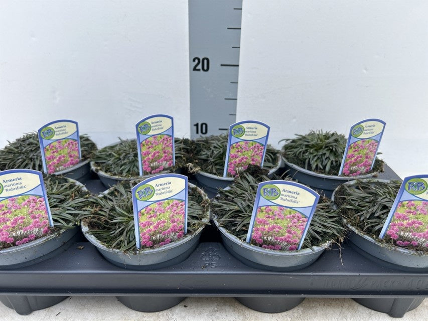 Armeria Maritima Rubrifolia / P13 - 20cm-Easy Garden Centre