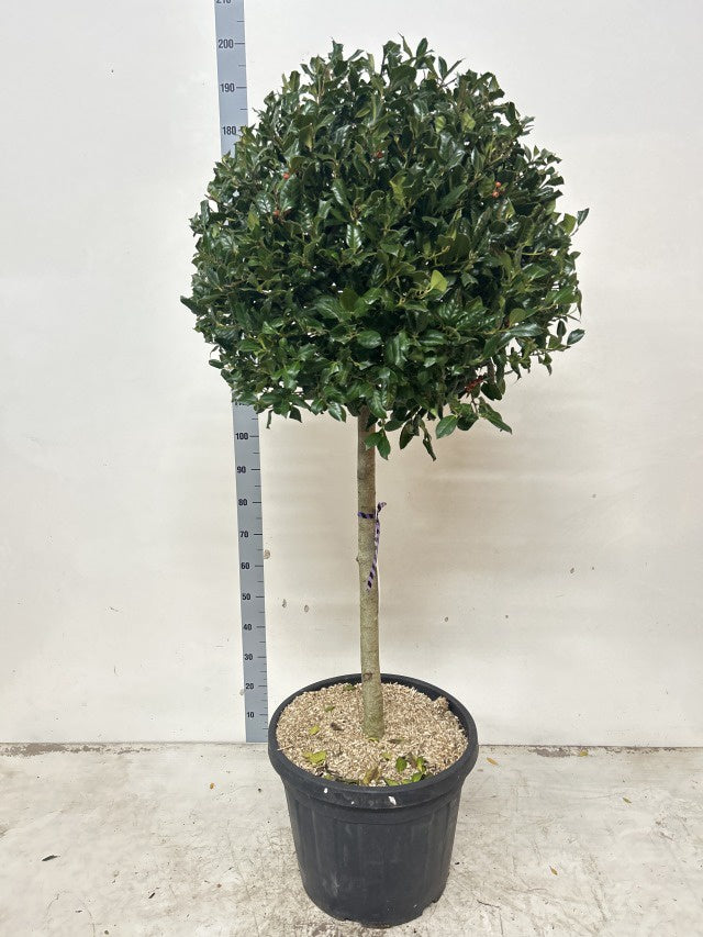 Ilex Aquifolium Nelly Stevens Stam / C35 - 190cm-Easy Garden Centre