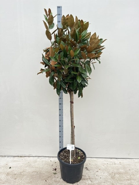 Magnolia Grandiflora Stam / C35 - 210cm-Easy Garden Centre