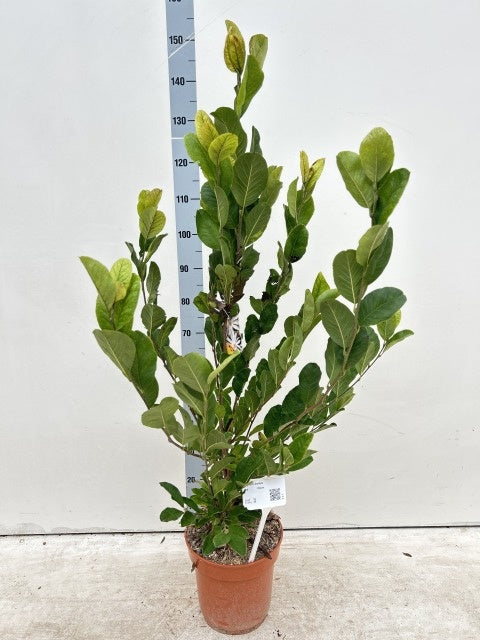 Magnolia Stellata / C10 - 130cm-Easy Garden Centre