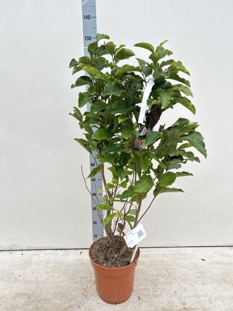 Magnolia Susan / C10 - 130cm-Easy Garden Centre