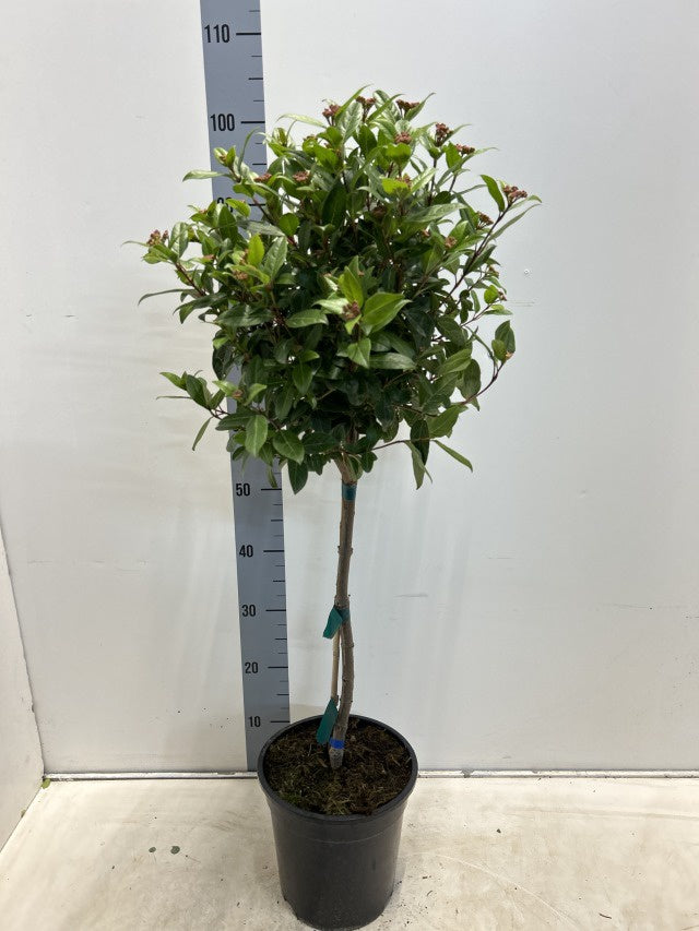 Viburnum Tinus Spirit Stem / P24 - 100cm-Easy Garden Centre
