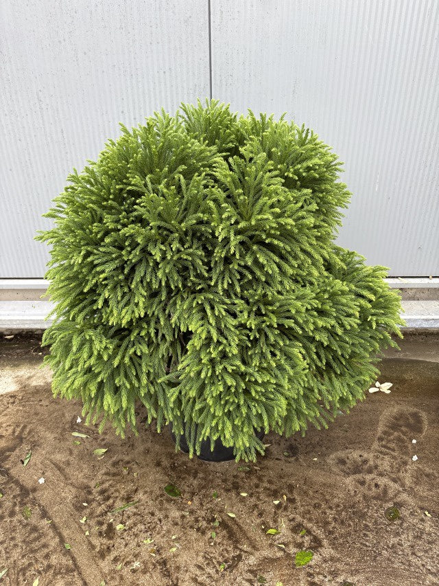 Cryptomeria Japonica Globosa Nana / C25 - 90cm-Easy Garden Centre
