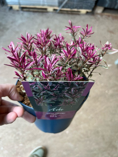 Hebe Special Mix / C2 - 25cm-Easy Garden Centre