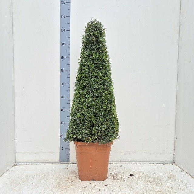 Buxus Sempervirens Egyptian Piramid / V10 - 100cm-Easy Garden Centre