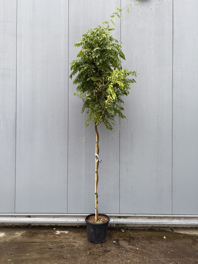 Wisteria Sinensis Mix / C35 - 300cm-Easy Garden Centre