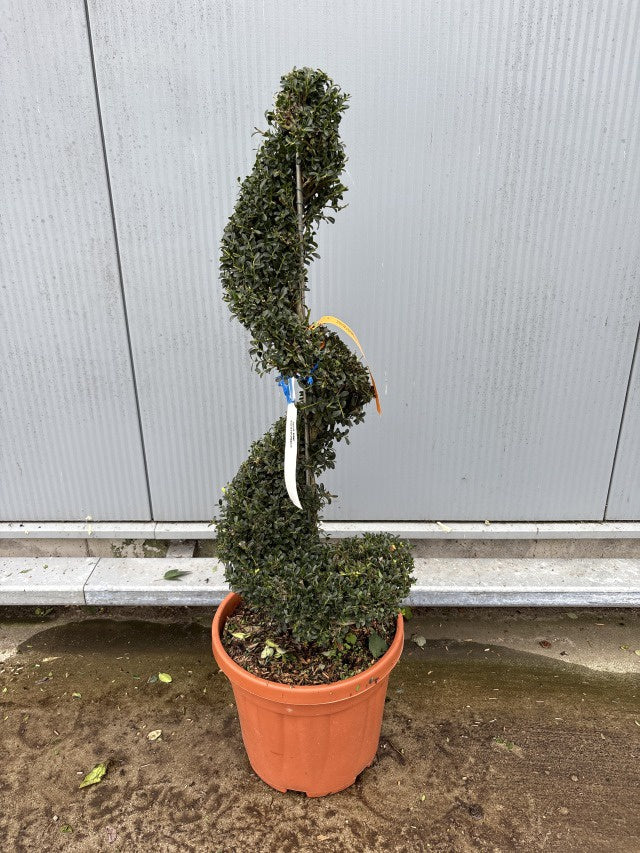 Ilex Crenata Kinme Spiral / C18 - 110cm-Easy Garden Centre