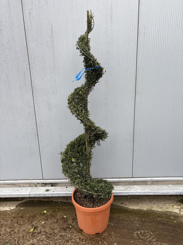 Ilex Crenata Kinme Spiral / C30 - 180cm-Easy Garden Centre