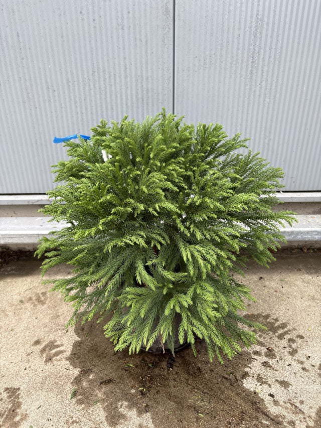 Cryptomeria Japonica Globosa Nana / C9 - 60cm-Easy Garden Centre