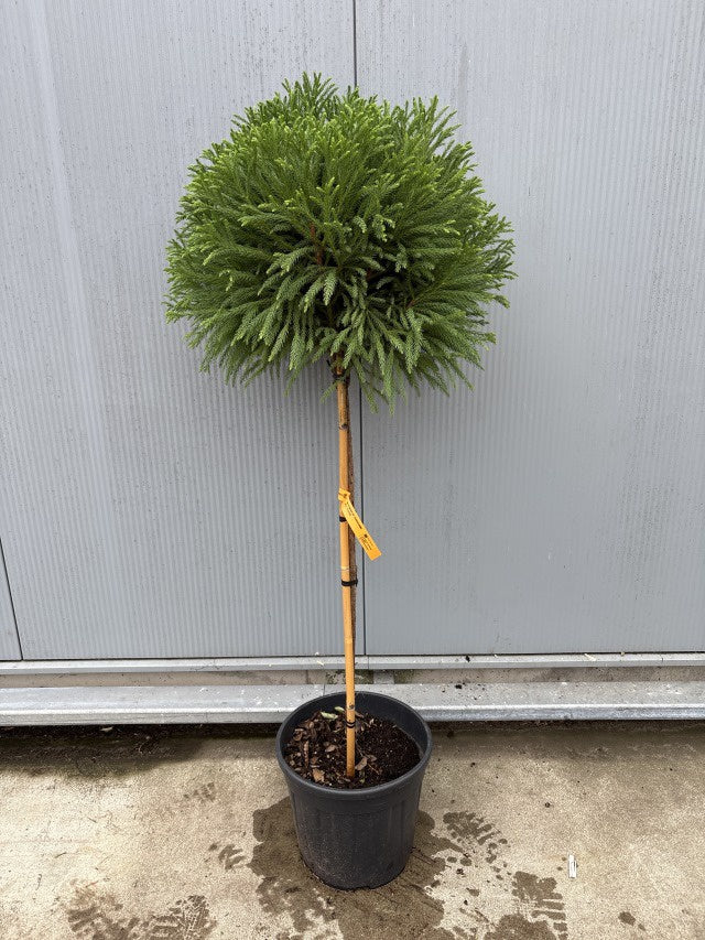 Cryptomeria Japonica Globosa Nana Stem / C25 - 180cm-Easy Garden Centre