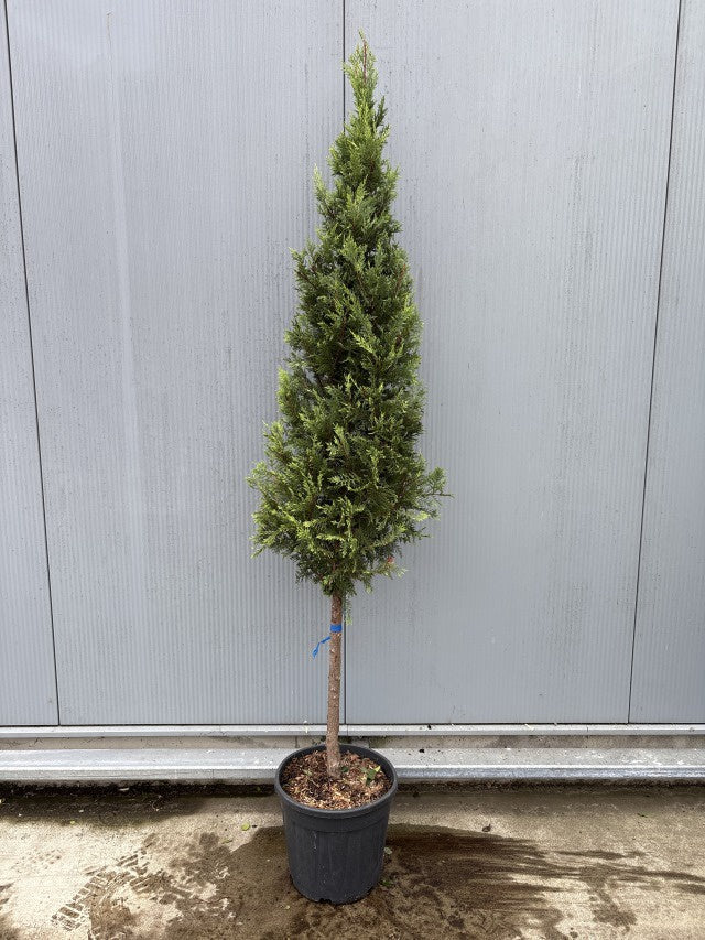 Cupressocyparis Castlewellan Gold Cone on Stem / C25 - 230cm-Easy Garden Centre