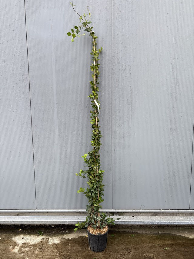 Trachelospernum Jasminoides / C9 - 230cm-Easy Garden Centre