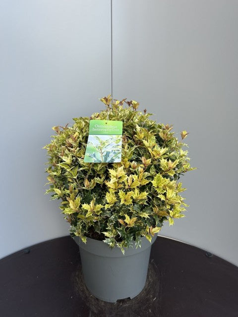 Osmanthus Heterophyllus Goshiki / C15 - 60cm-Easy Garden Centre