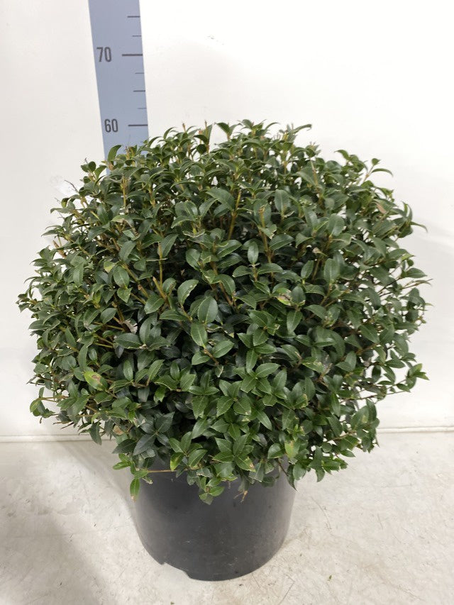 Osmanthus Burkwoodii Ball / C12 - 60cm-Easy Garden Centre