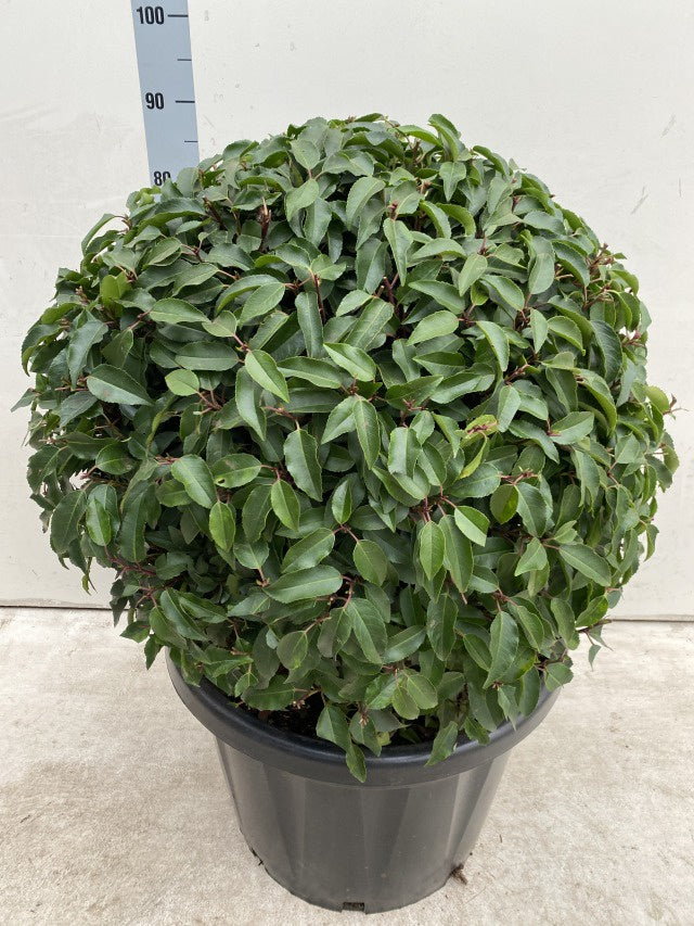 Prunus Lusitanica Angustifolia Ball / C45 - 95cm-Easy Garden Centre