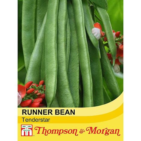 Bean Runner Tenderstar-Easy Garden Centre