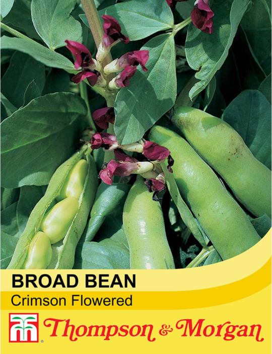 Broad Bean Crimson Flowered-Easy Garden Centre