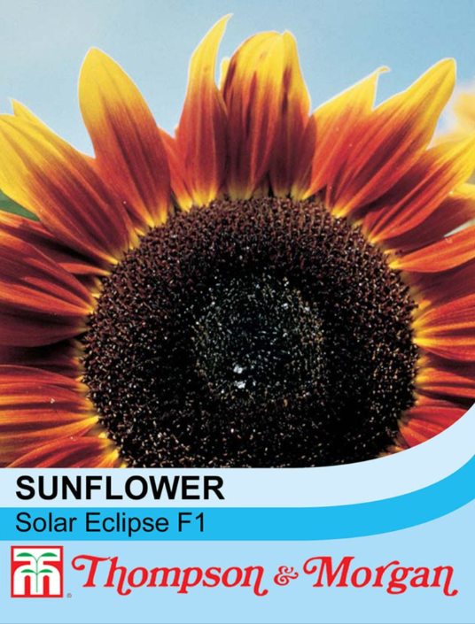 Sunflower Solar Eclipse-Easy Garden Centre