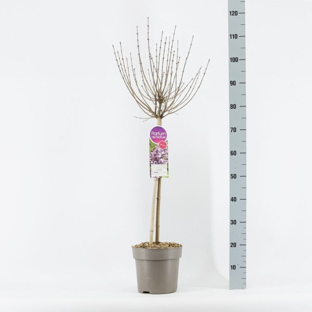 Syringa Meyeri Palabin Stem / C6 - 120cm-Easy Garden Centre