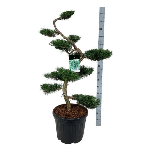 Juniperus Virginiana Grey Owl -S- / C45 170cm-Easy Garden Centre