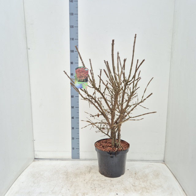 Euonymus Alatus / C10 - 80cm-Easy Garden Centre