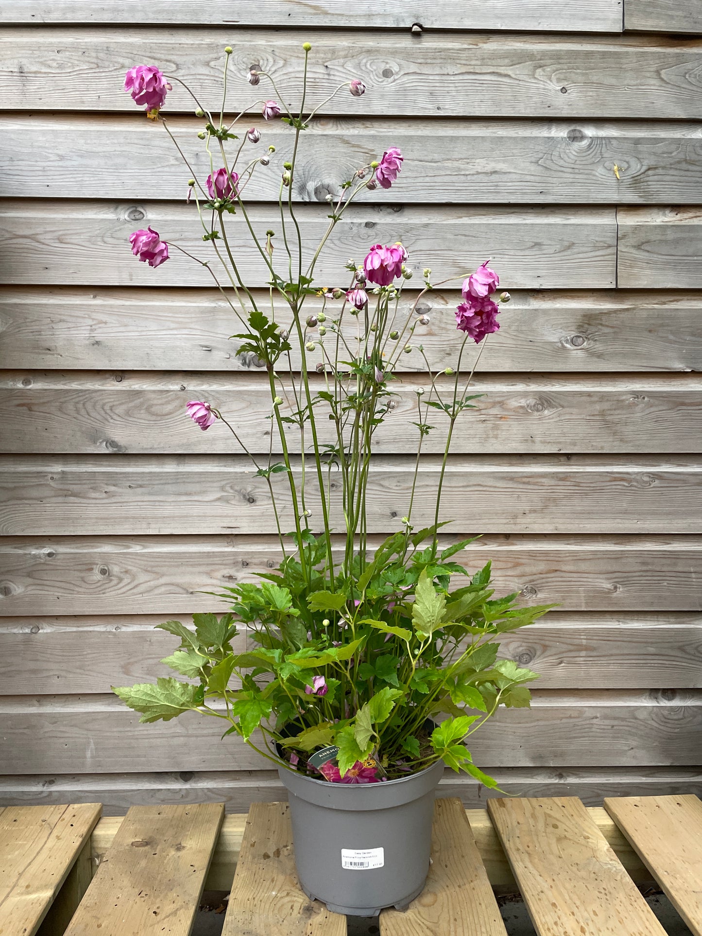 Anemone Prinz Heinrich 5 Ltr-Easy Garden Centre