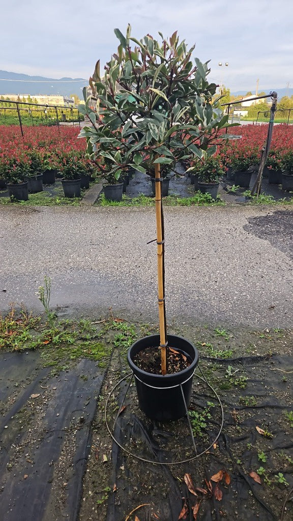 Photinia fras. Pink Marble / C18 - 1/2 std 40/50 head-Easy Garden Centre