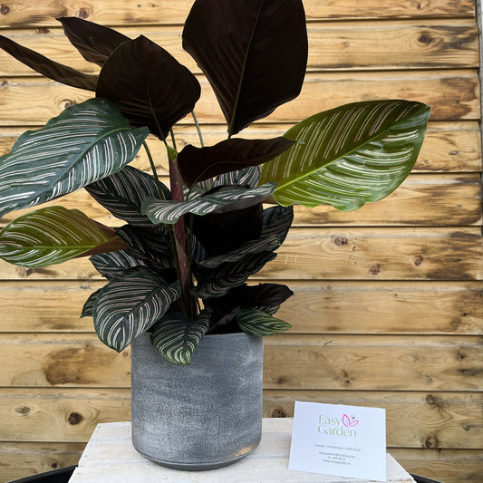 Calathea mix large P21