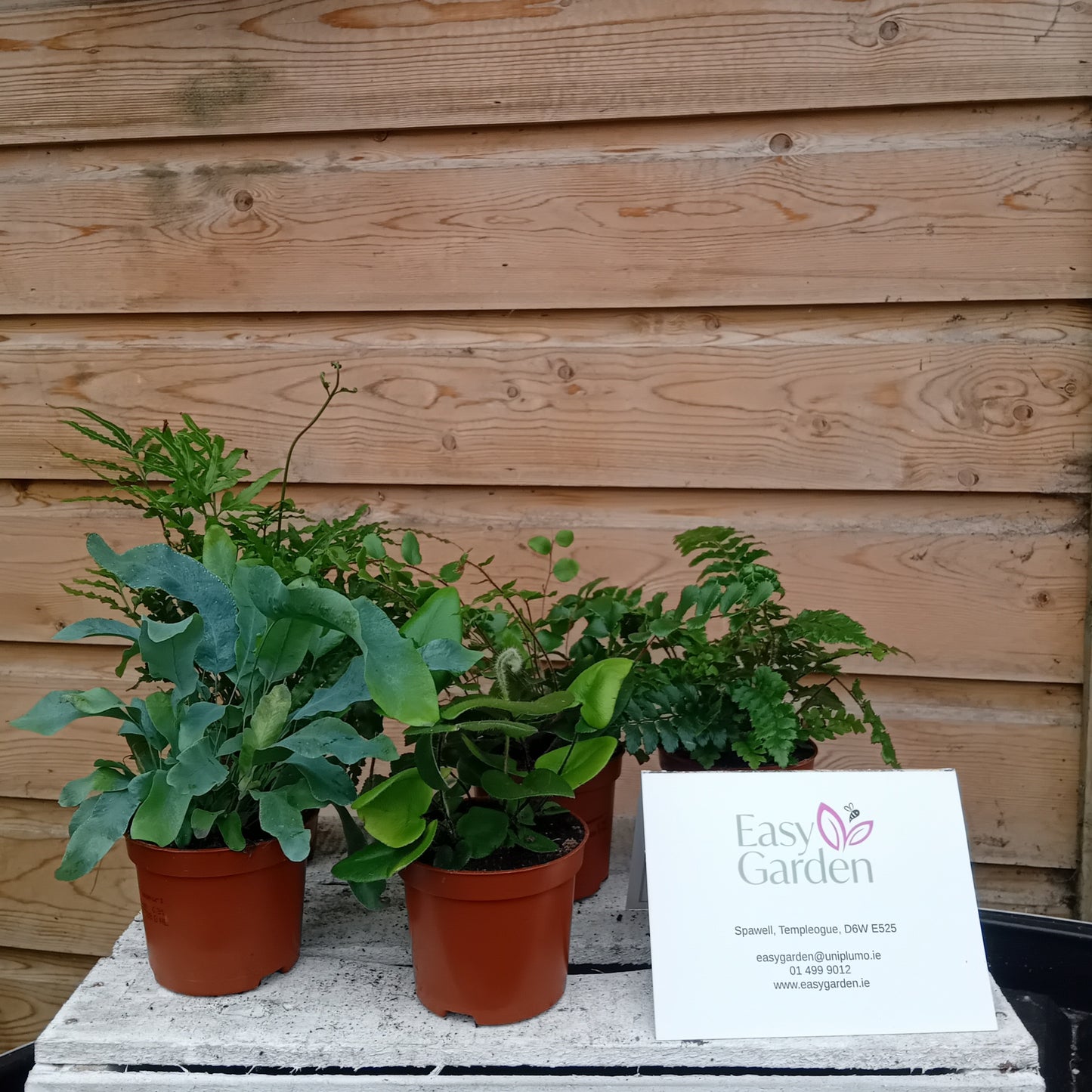 Fern (indoor) mix / P8.5-Easy Garden Centre