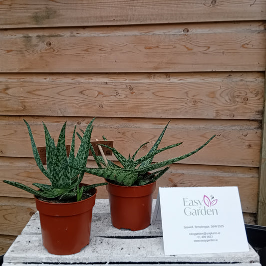 Aloe mix  P10